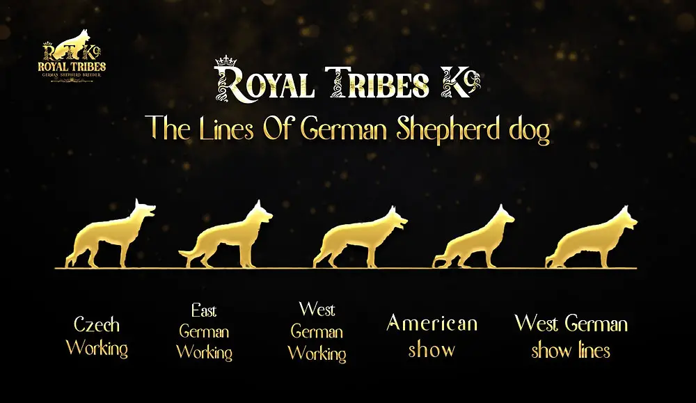 Delving into the World of German Working Line German Shepherd Breeders A Legacy of Loyalty, Intelligence, and Unwavering Dedication