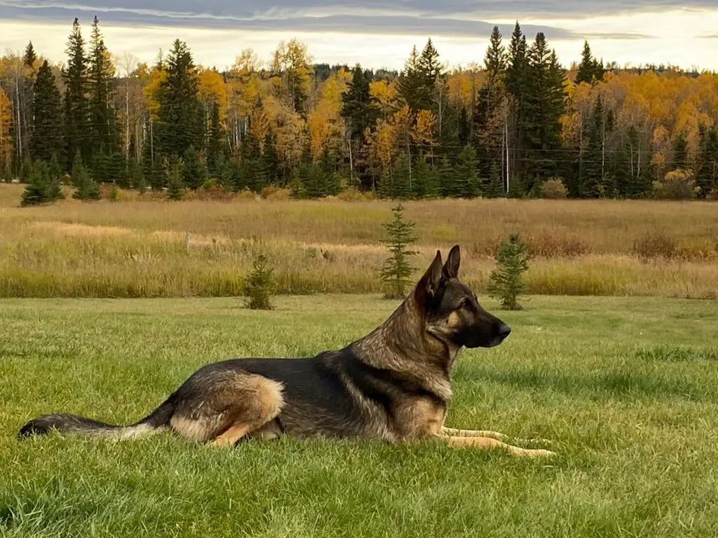 Delving into the World of German Working Line German Shepherd Breeders A Legacy of Loyalty, Intelligence, and Unwavering Dedication