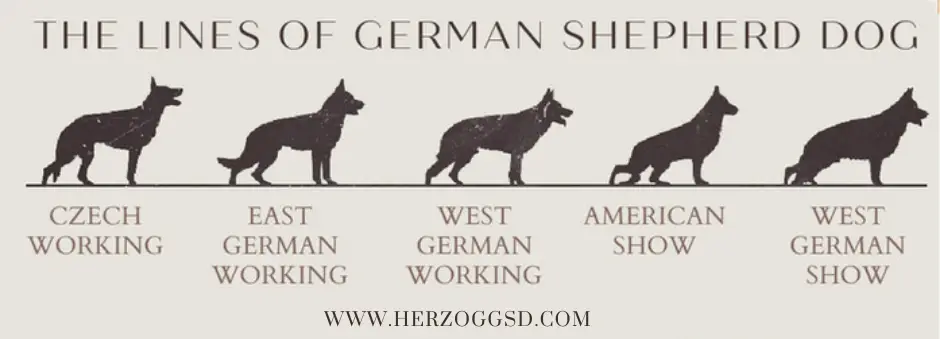 Understanding the West German Working Line German Shepherd A Deep Dive into a Powerful Breed