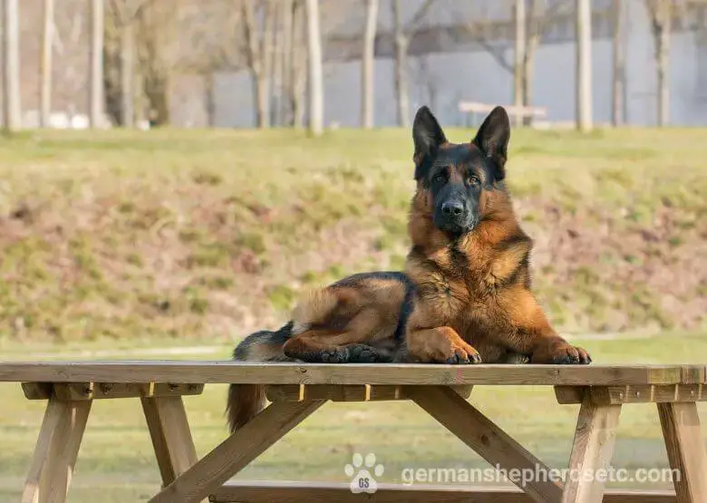 Understanding the West German Working Line German Shepherd A Deep Dive into a Powerful Breed