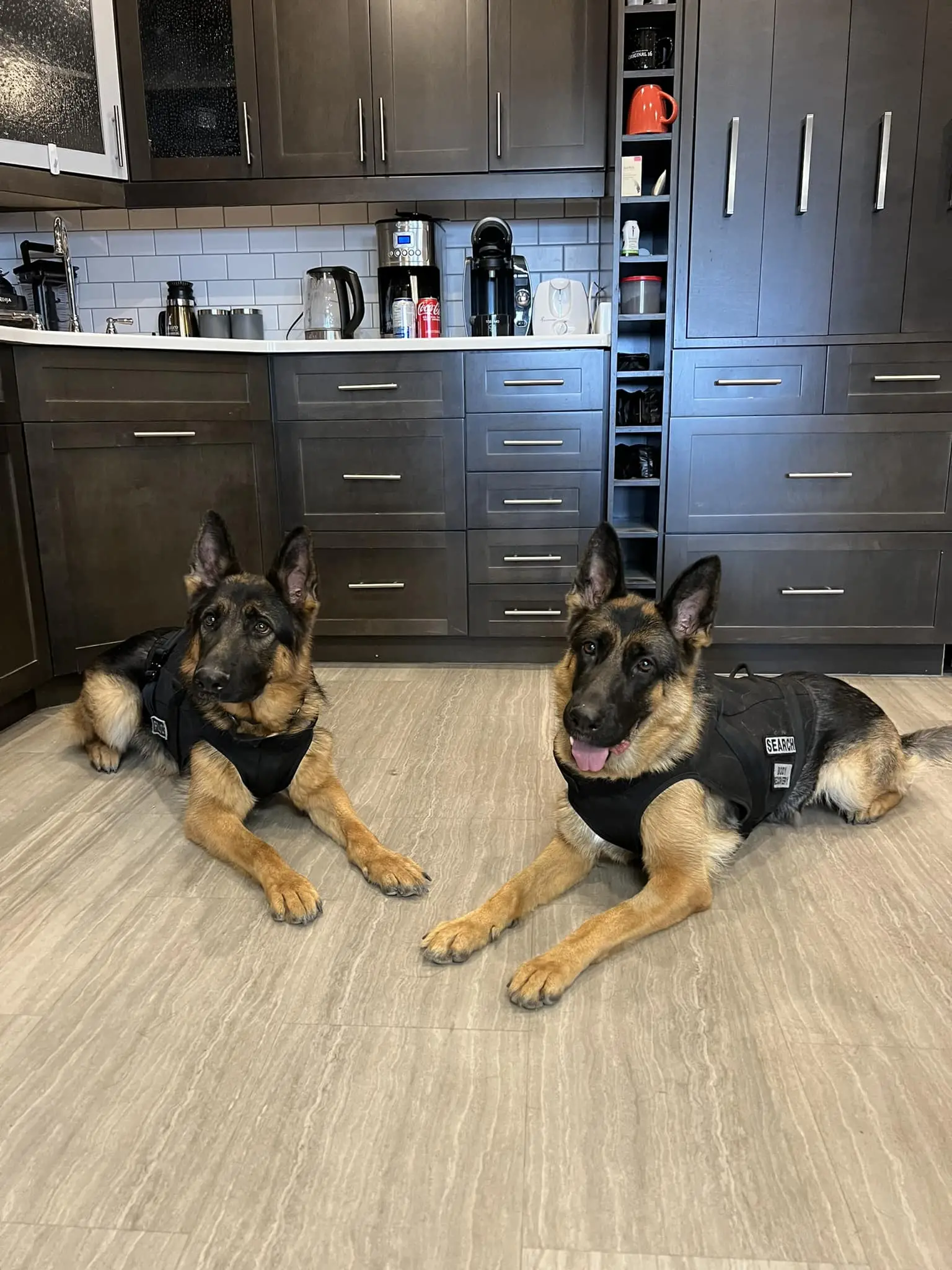 Understanding the West German Working Line German Shepherd A Deep Dive into a Powerful Breed