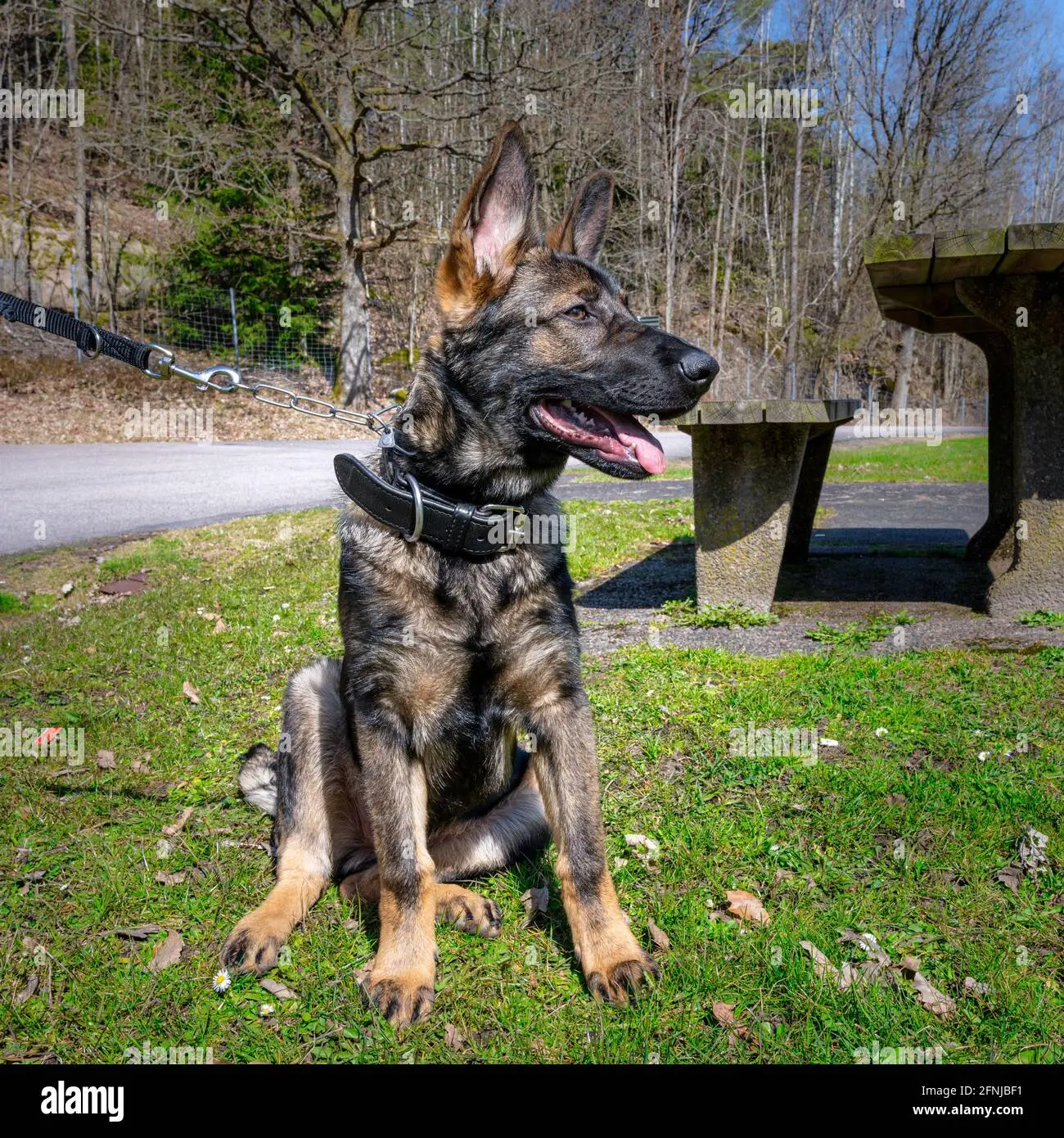 Understanding the West German Working Line German Shepherd A Deep Dive into a Powerful Breed