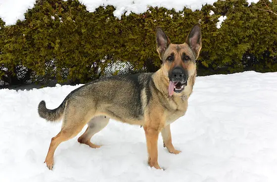 Understanding the West German Working Line German Shepherd A Deep Dive into a Powerful Breed