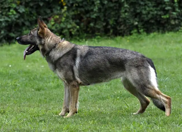 Understanding the West German Working Line German Shepherd A Deep Dive into a Powerful Breed