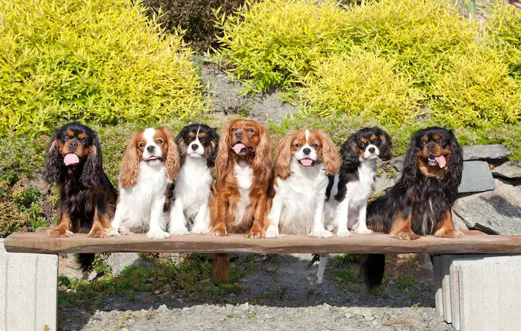 The Cavalier King Charles Spaniel A Hunting Paradox - An Unlikely Hunter with Royal Roots