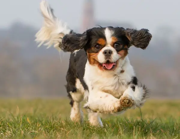 The Cavalier King Charles Spaniel A Hunting Paradox - An Unlikely Hunter with Royal Roots