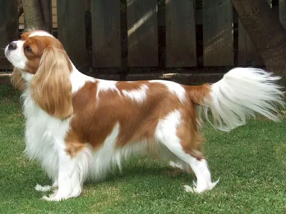 The Cavalier King Charles Spaniel A Hunting Paradox - An Unlikely Hunter with Royal Roots