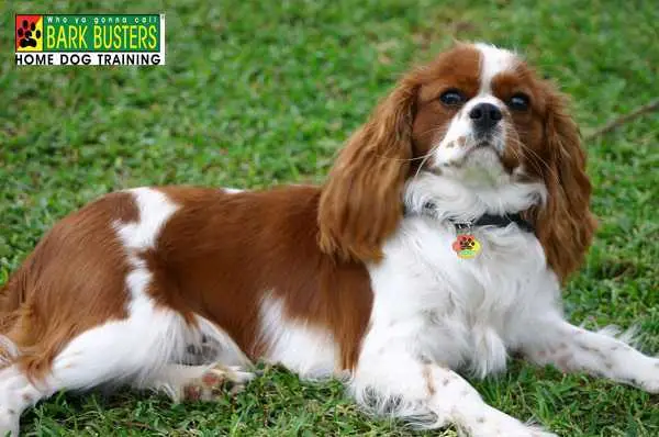 The Cavalier King Charles Spaniel A Hunting Paradox - An Unlikely Hunter with Royal Roots