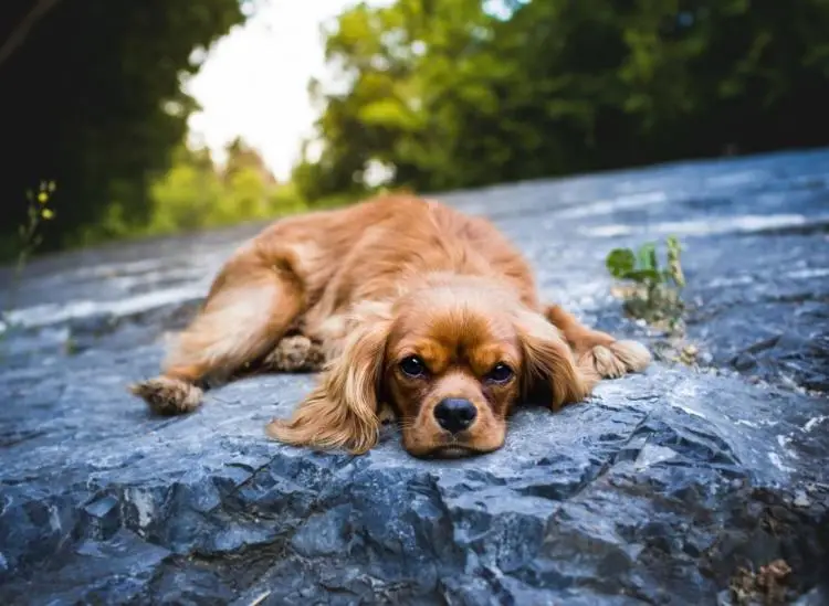 The Cavalier King Charles Spaniel A Hunting Paradox - An Unlikely Hunter with Royal Roots