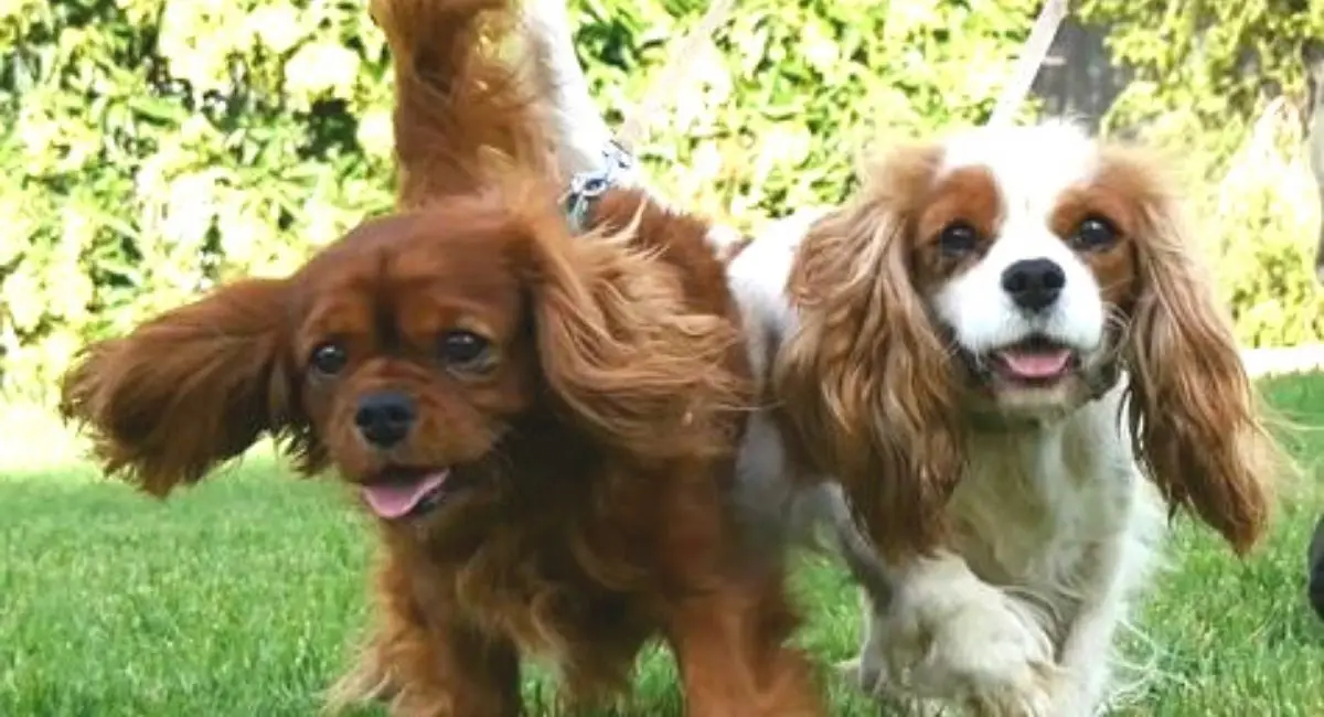 The Cavalier King Charles Spaniel A Hunting Paradox - An Unlikely Hunter with Royal Roots