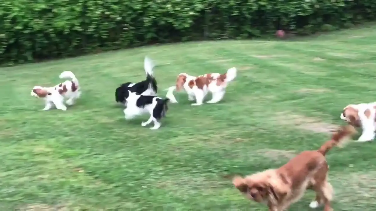 The Cavalier King Charles Spaniel A Hunting Paradox - An Unlikely Hunter with Royal Roots