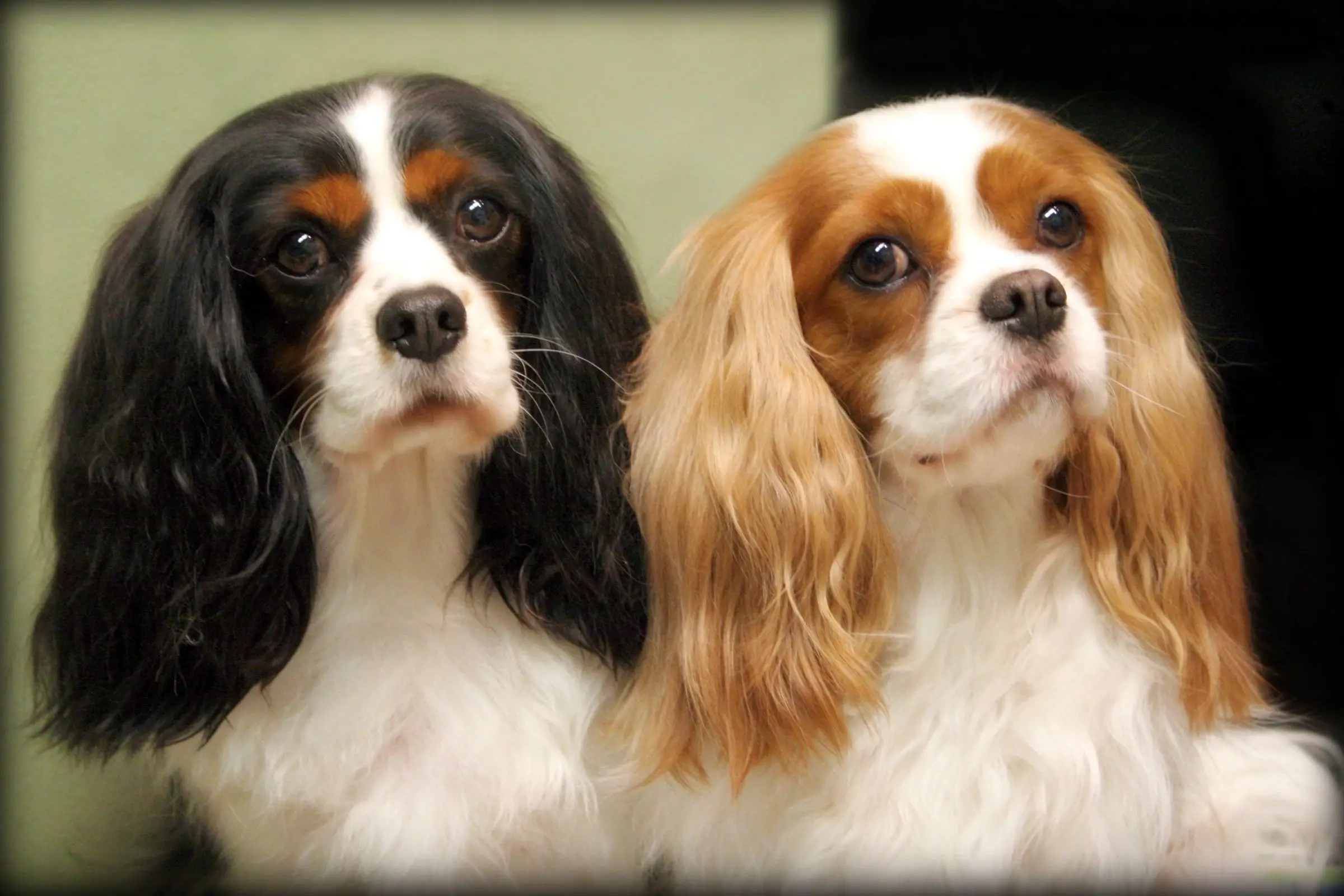 The Cavalier King Charles Spaniel A Hunting Paradox - An Unlikely Hunter with Royal Roots