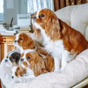 The Cavalier King Charles Spaniel A Hunting Paradox - An Unlikely Hunter with Royal Roots