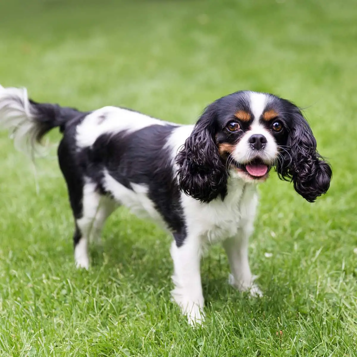 The Cavalier King Charles Spaniel A Hunting Paradox - An Unlikely Hunter with Royal Roots