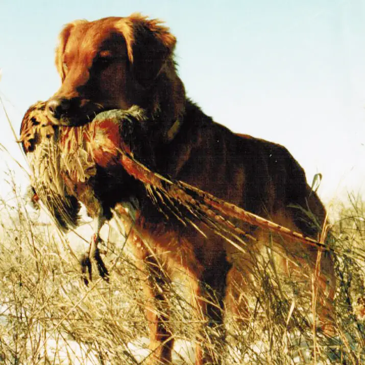 The Best Breed of Dog for Duck Hunting