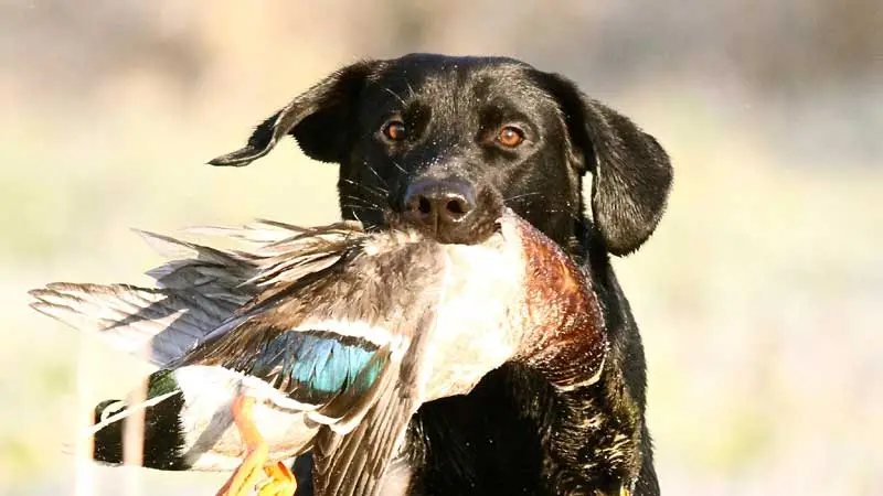 The Best Breed of Dog for Duck Hunting