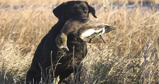 The Best Breed of Dog for Duck Hunting