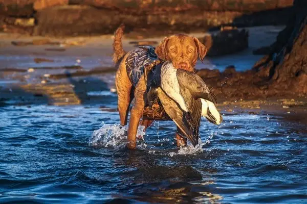 The Best Breed of Dog for Duck Hunting