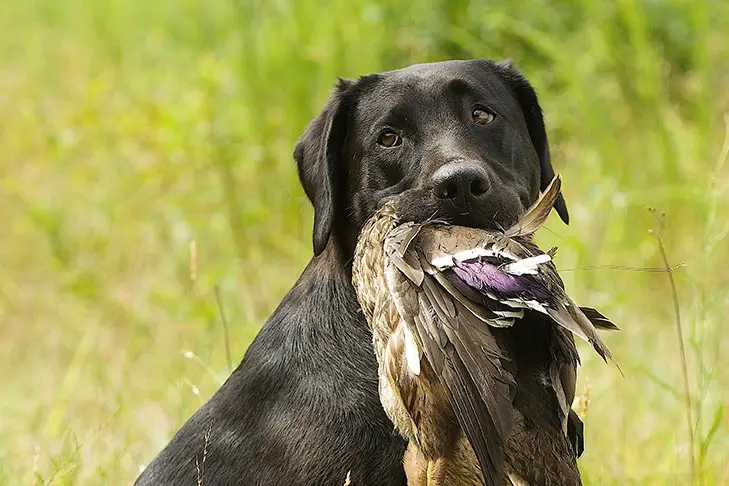 The Best Breed of Dog for Duck Hunting