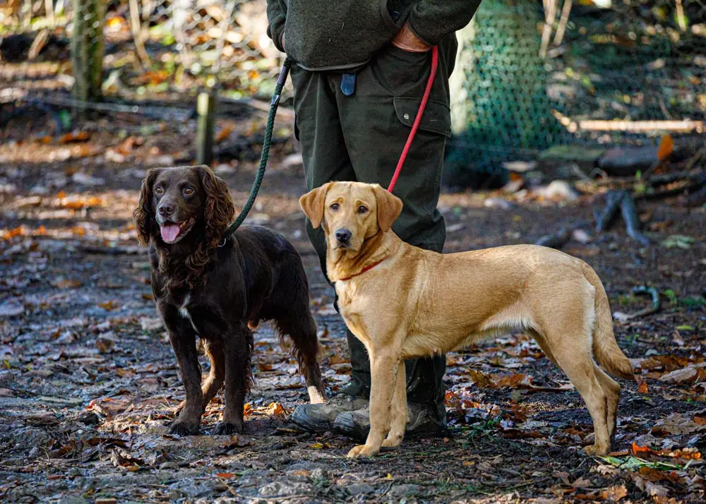 The Best Breed of Dog for Duck Hunting