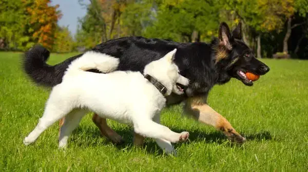 Decoding the Allure of the Black and Tan Working Line German Shepherd
