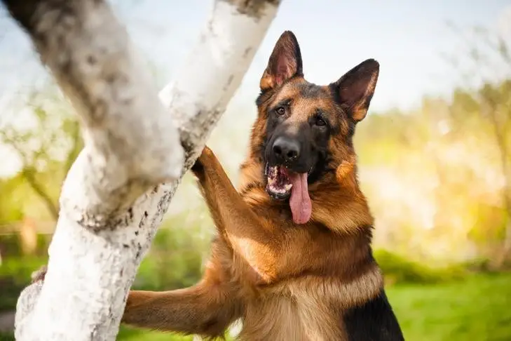 Decoding the Allure of the Black and Tan Working Line German Shepherd