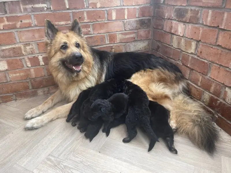 Decoding the Allure of the Black and Tan Working Line German Shepherd