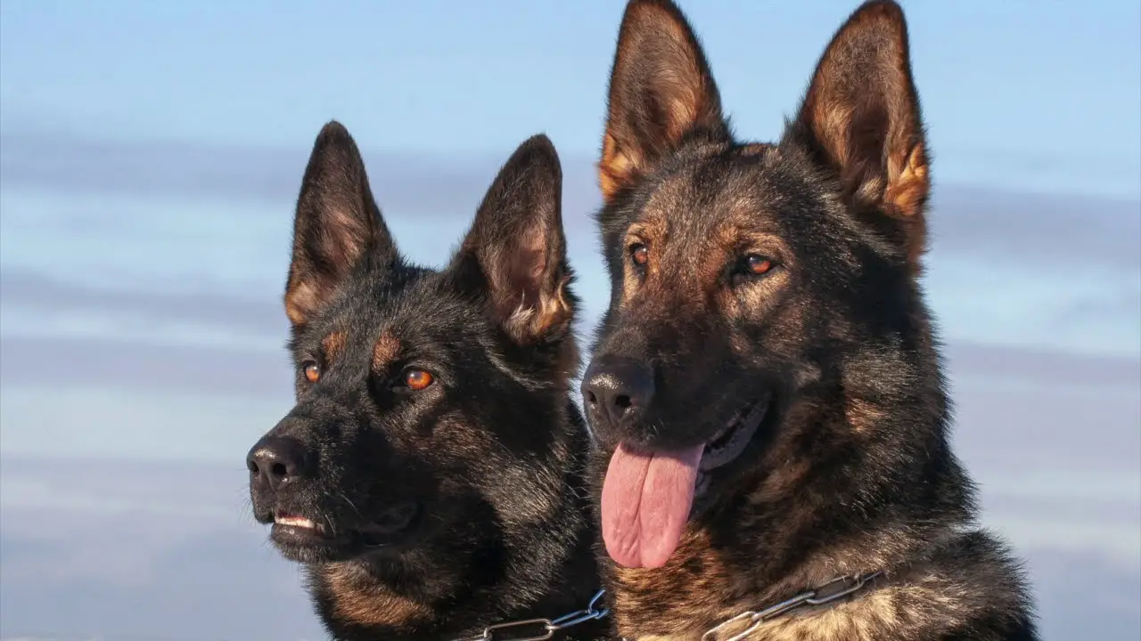 Decoding the Allure of the Black and Tan Working Line German Shepherd