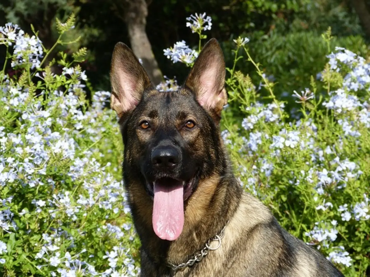 Decoding the Allure of the Black and Tan Working Line German Shepherd