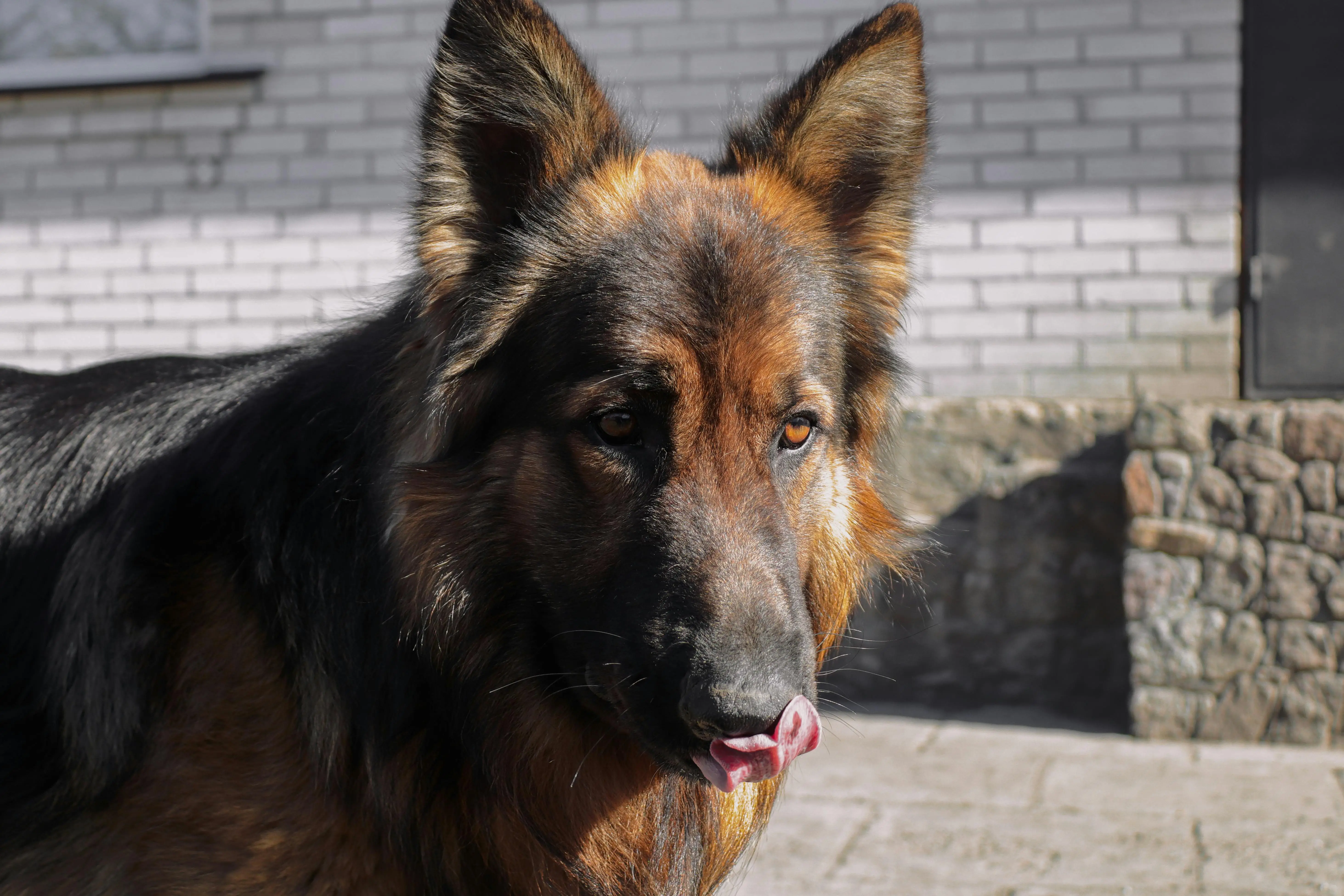 Decoding the Allure of the Black and Tan Working Line German Shepherd