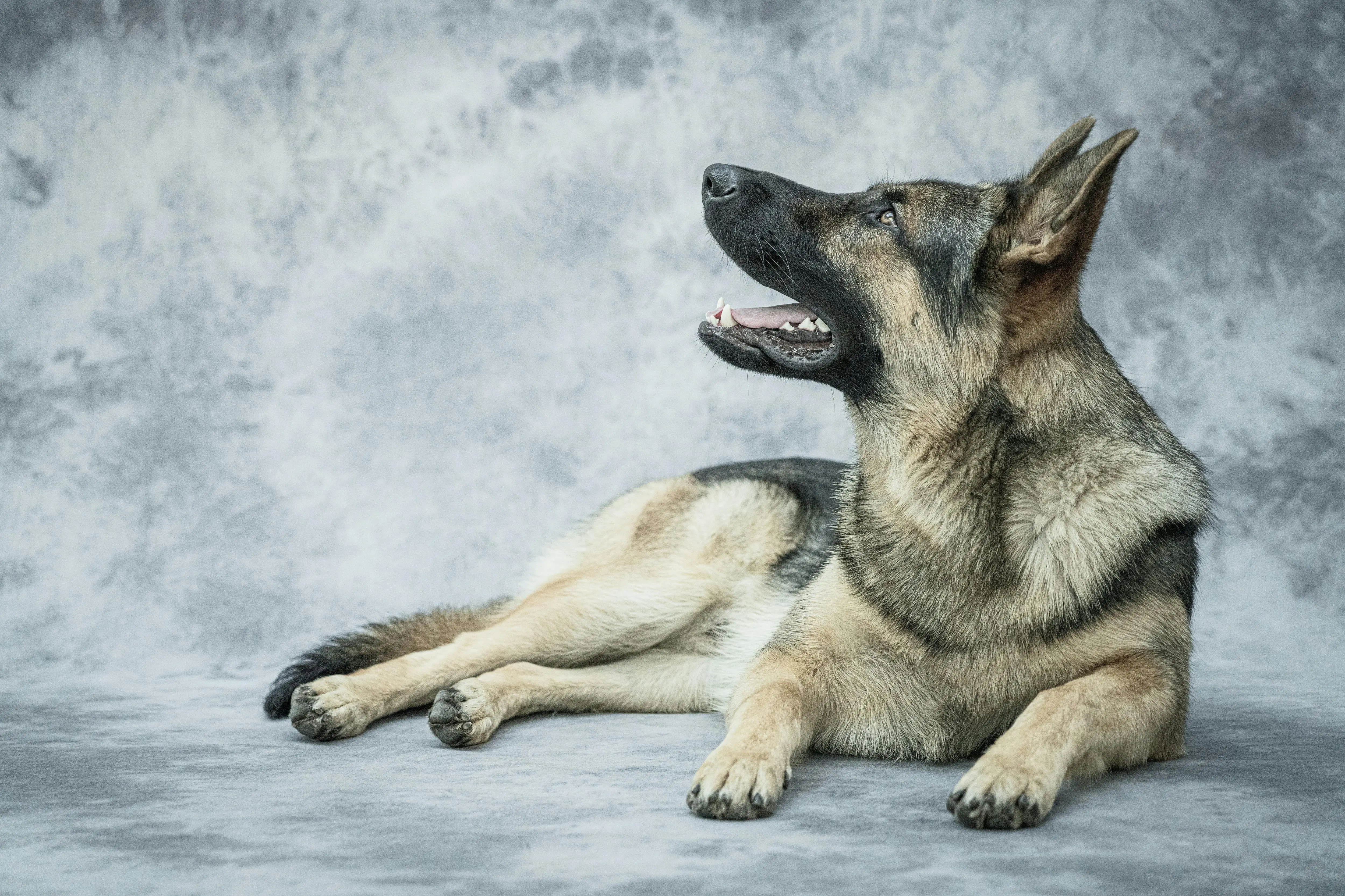 Decoding the Allure of the Black and Tan Working Line German Shepherd