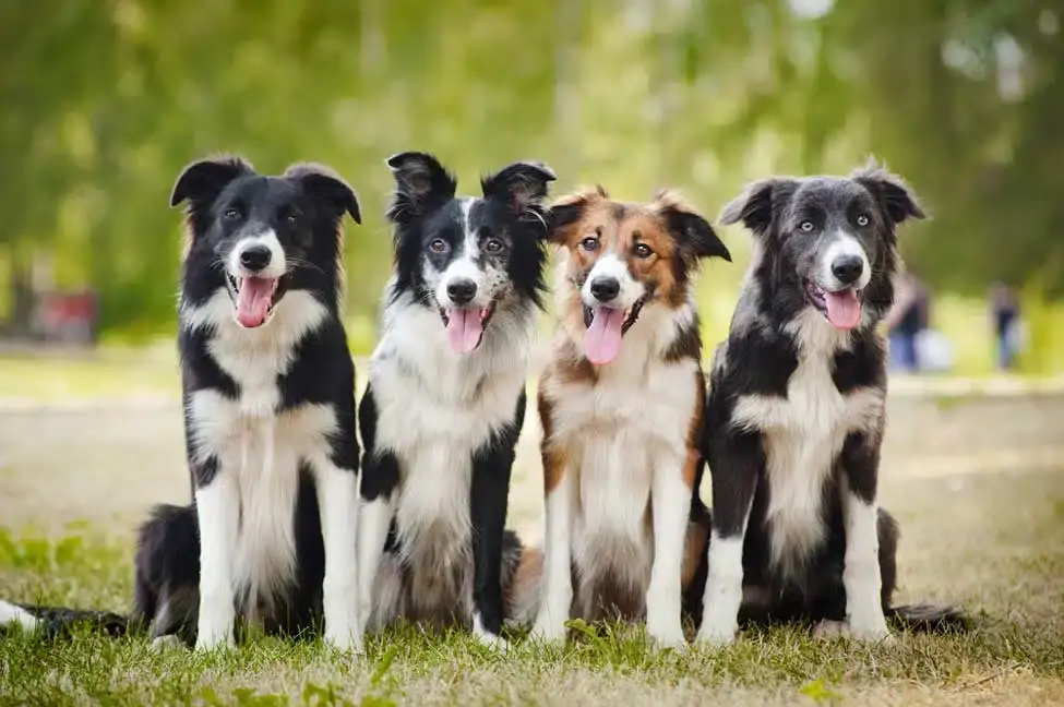 Border Collie Mixed with Australian Shepherd Unveiling the Dynamic Duo of Canine Companionship