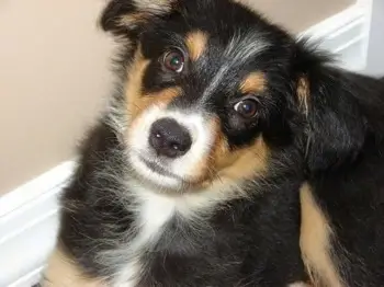 Border Collie Mixed with Australian Shepherd Unveiling the Dynamic Duo of Canine Companionship
