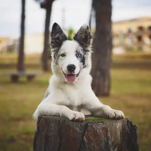 Border Collie Mixed with Australian Shepherd Unveiling the Dynamic Duo of Canine Companionship