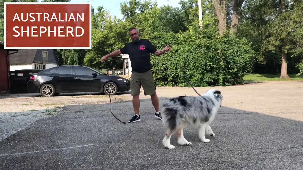 Border Collie Mixed with Australian Shepherd Unveiling the Dynamic Duo of Canine Companionship