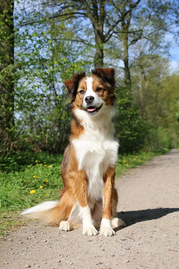 Border Collie Mixed with Australian Shepherd Unveiling the Dynamic Duo of Canine Companionship