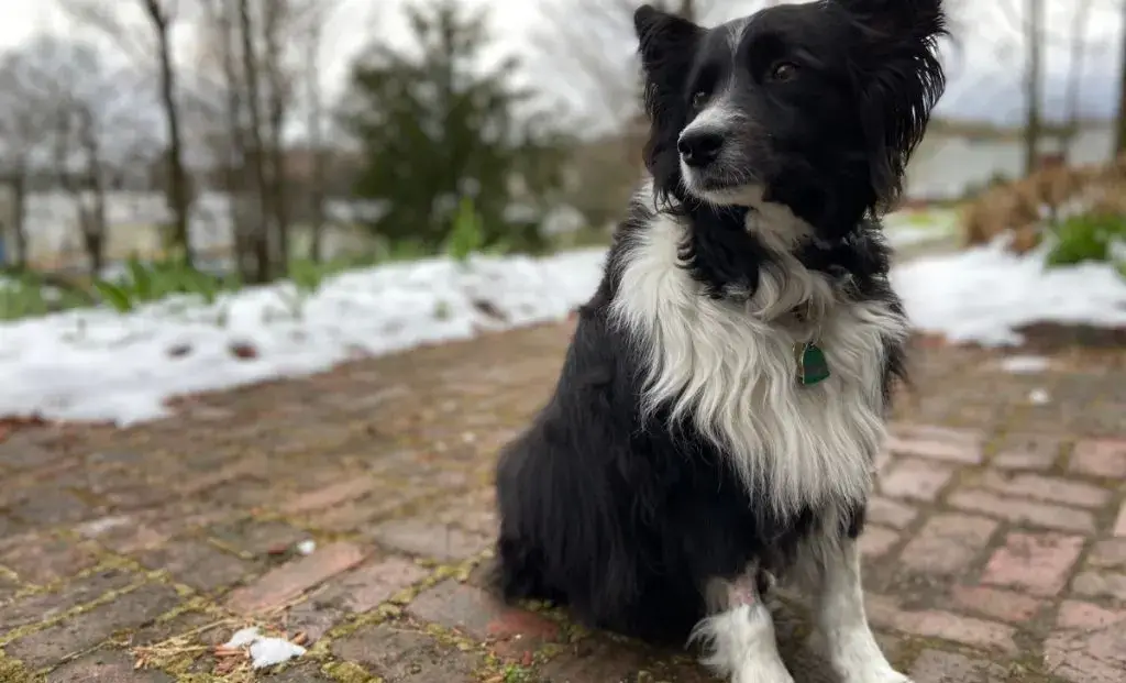 Border Collie Mixed with Australian Shepherd Unveiling the Dynamic Duo of Canine Companionship
