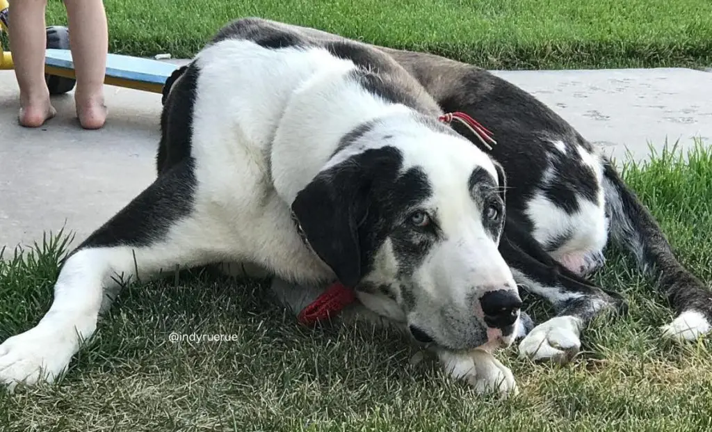 The Anatolian Shepherd and Great Pyrenees Mix A Harmonious Blend
