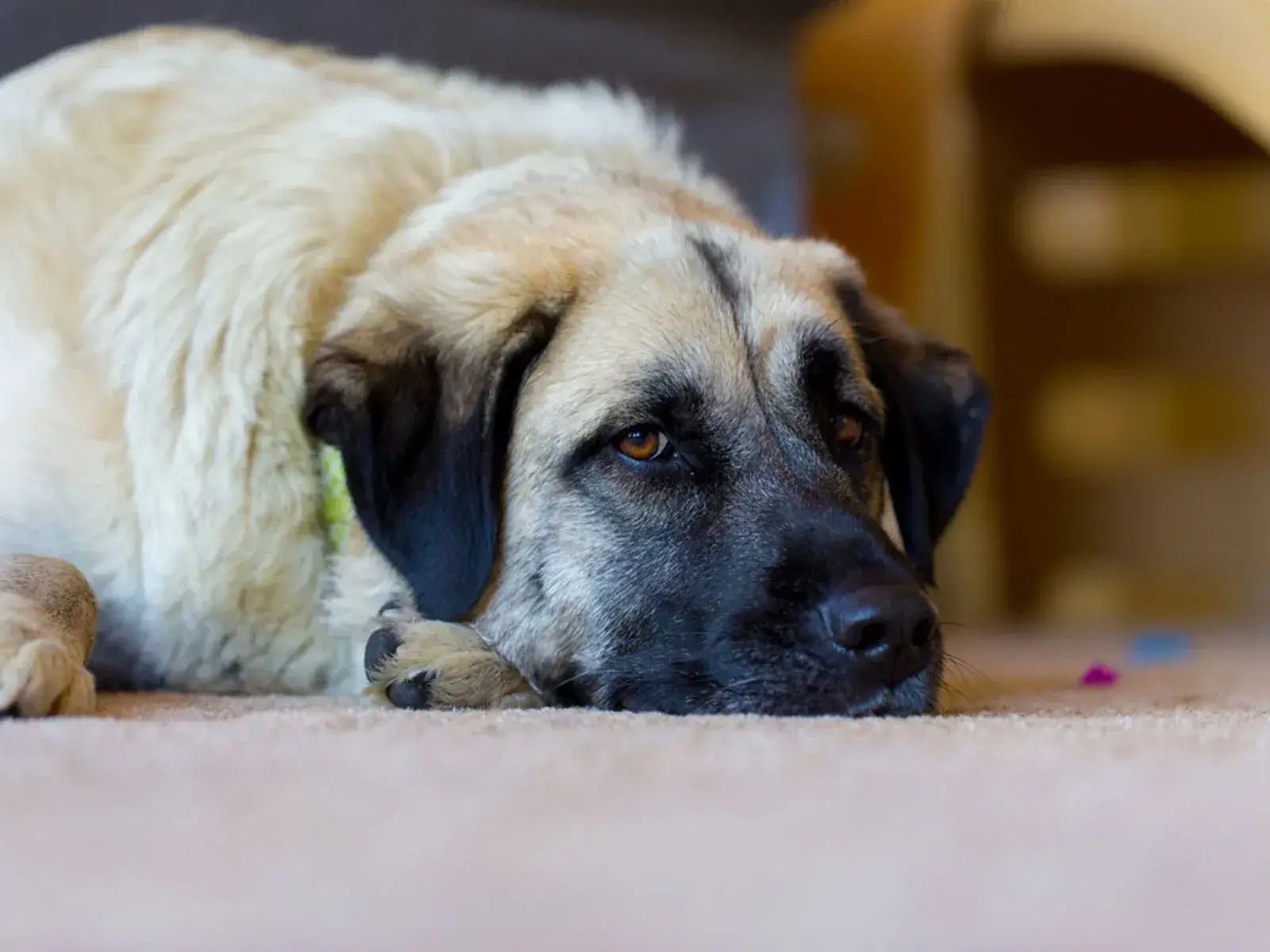 The Anatolian Shepherd and Great Pyrenees Mix A Harmonious Blend