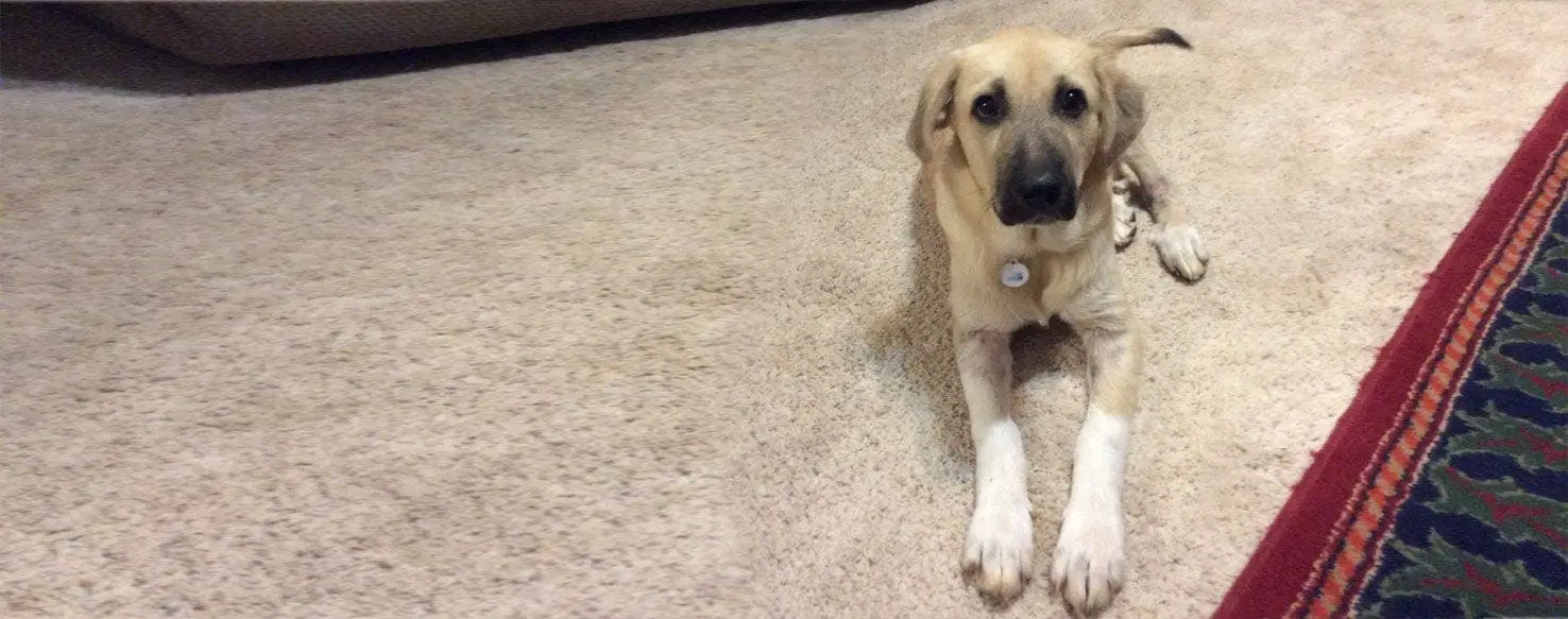 The Anatolian Shepherd and Great Pyrenees Mix A Harmonious Blend
