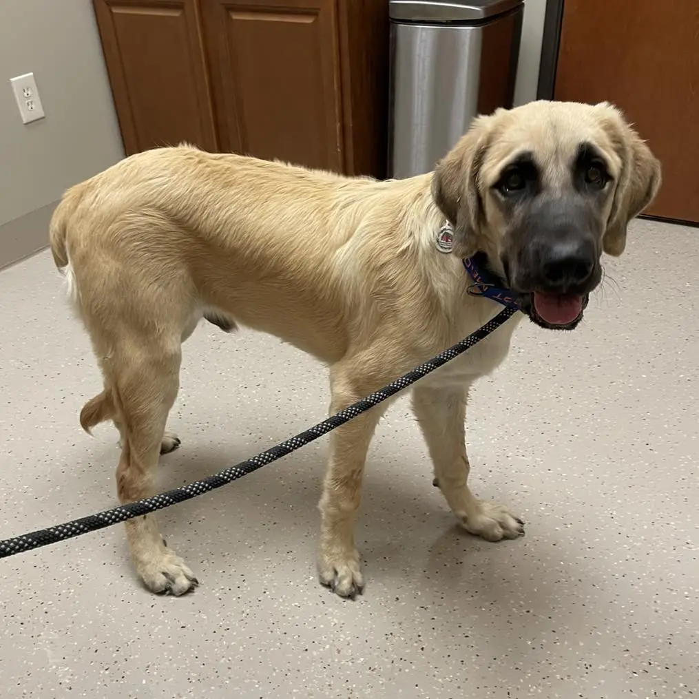 The Anatolian Shepherd and Great Pyrenees Mix A Harmonious Blend