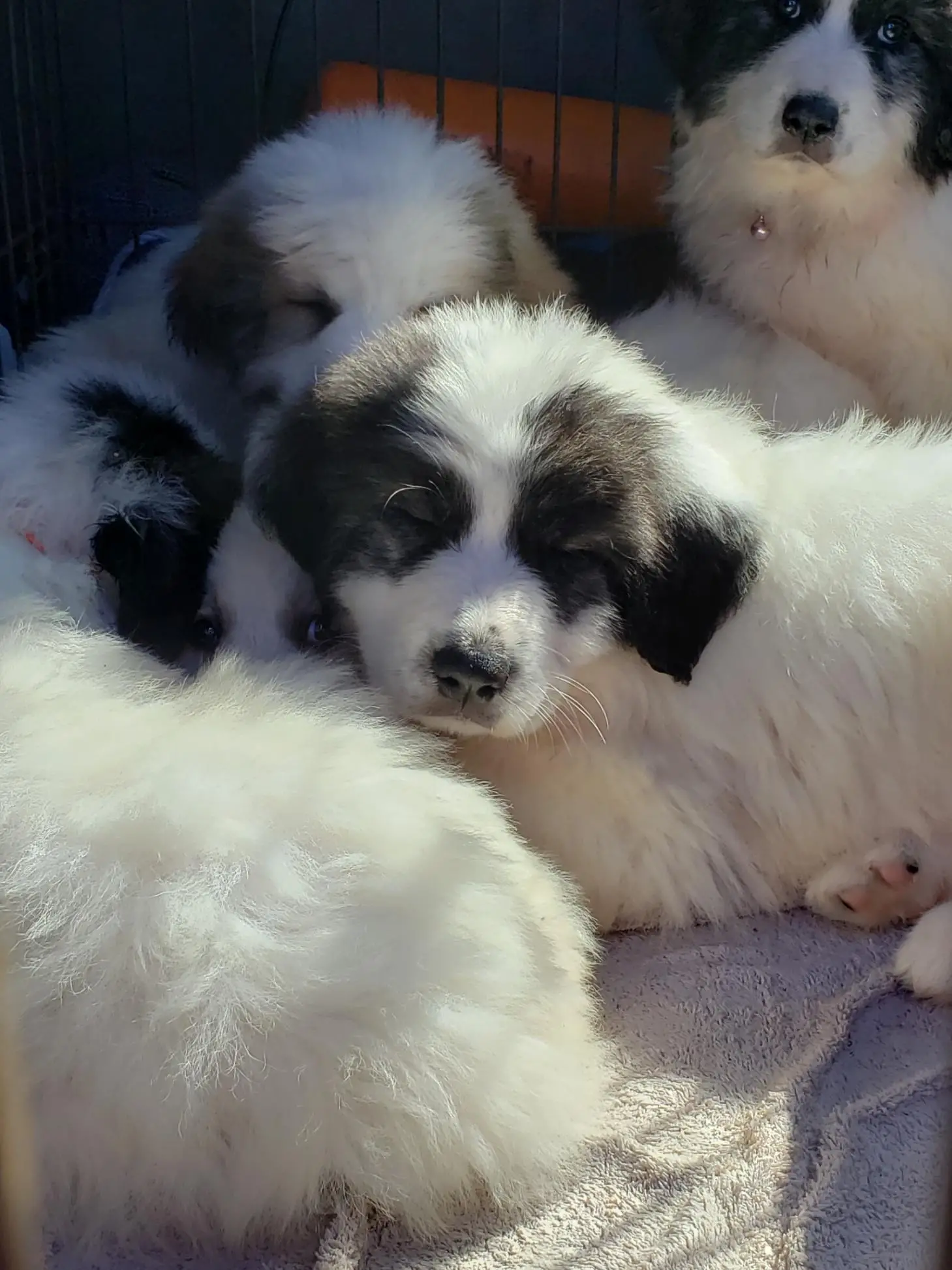 The Anatolian Shepherd and Great Pyrenees Mix A Harmonious Blend