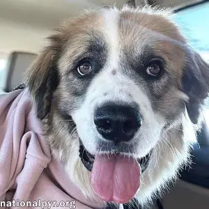 The Anatolian Shepherd and Great Pyrenees Mix A Harmonious Blend