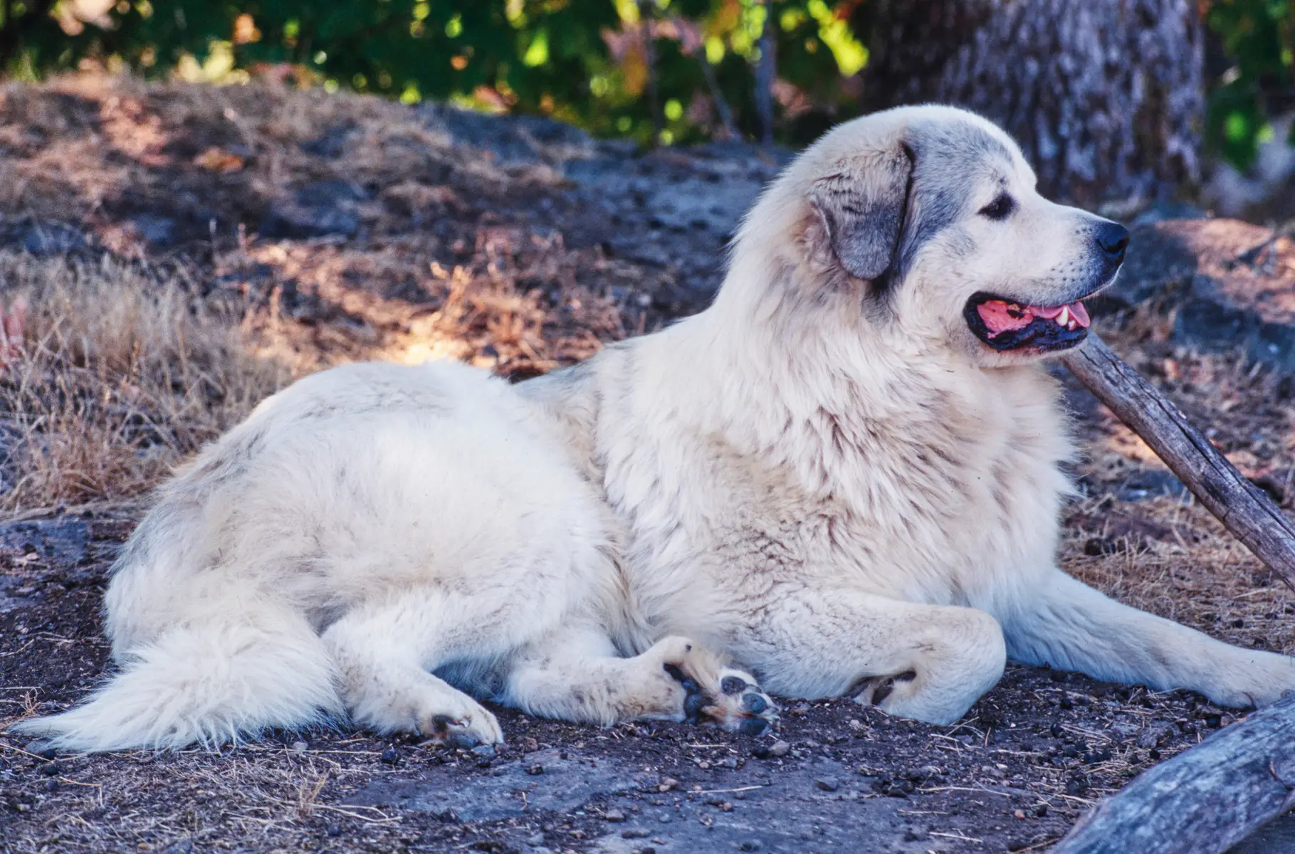 The Anatolian Shepherd and Great Pyrenees Mix A Harmonious Blend