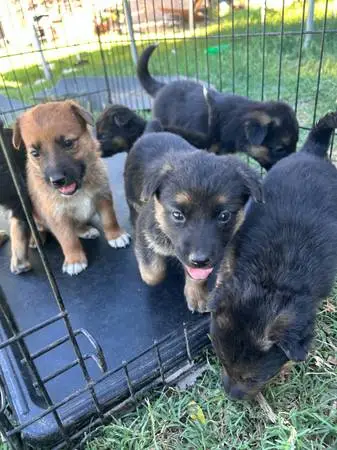 Blue Heeler Mixed with German Shepherd A Unique Blend of Traits