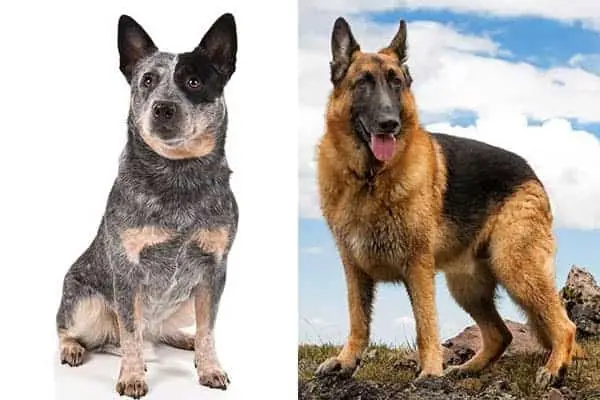 Blue Heeler Mixed with German Shepherd A Unique Blend of Traits