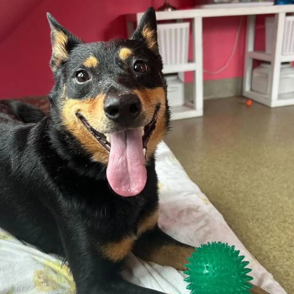 Blue Heeler Mixed with German Shepherd A Unique Blend of Traits