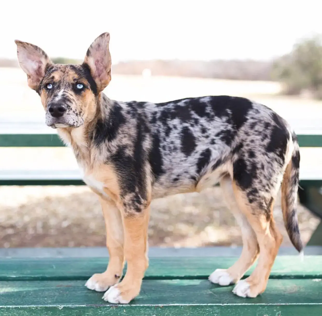 Blue Heeler Mixed with German Shepherd A Unique Blend of Traits