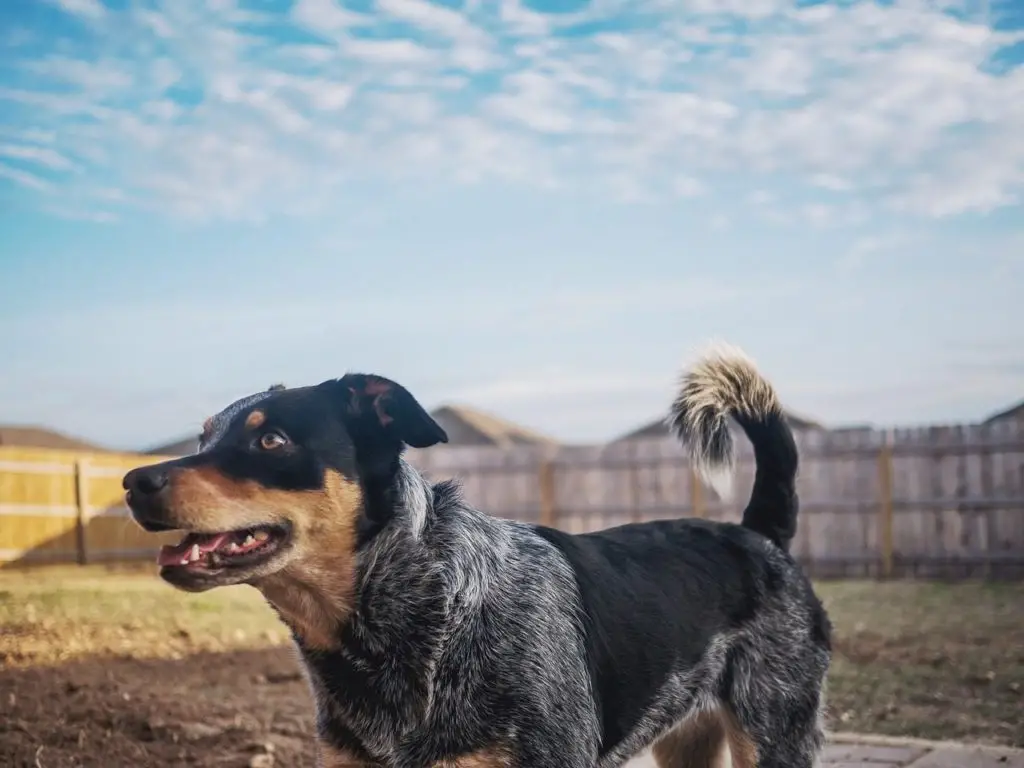 The Alluring Blend of the Australian Shepherd and Blue Heeler