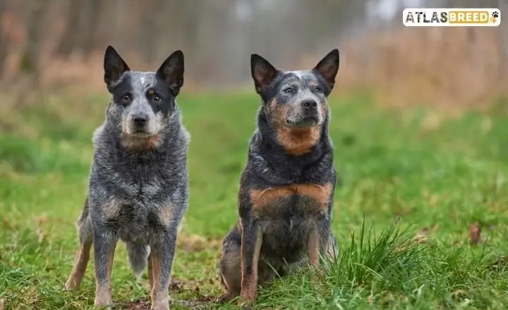 The Alluring Blend of the Australian Shepherd and Blue Heeler